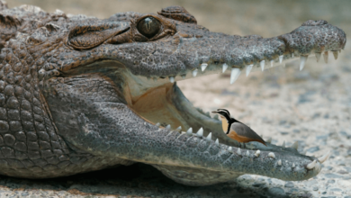 bird cleaning crocodile teeth