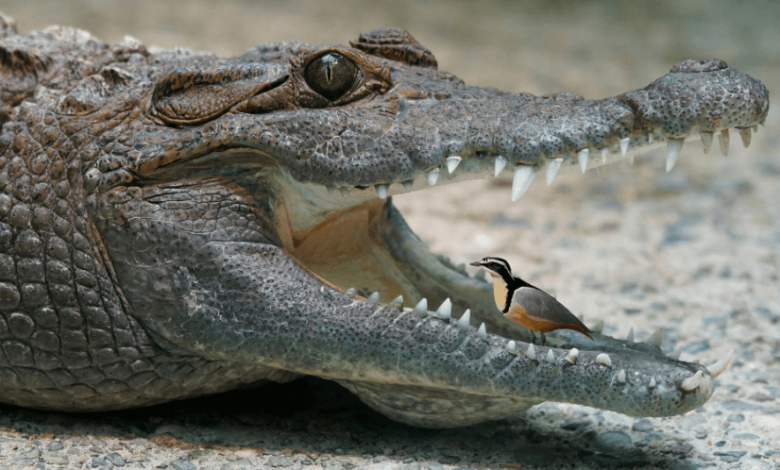 bird cleaning crocodile teeth