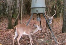 How to Choose the Right Type of Deer Feeder
