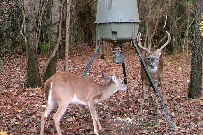 How to Choose the Right Type of Deer Feeder