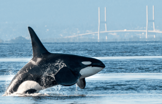 Apex Predators Of The Sea: Unveiling The World Of Orcas