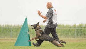 Must-Have Schutzhund Training Gear Items for Success