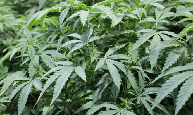 Cannabis Frontier