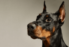Finding Your Furry Friend: Doberman Puppies for Sale