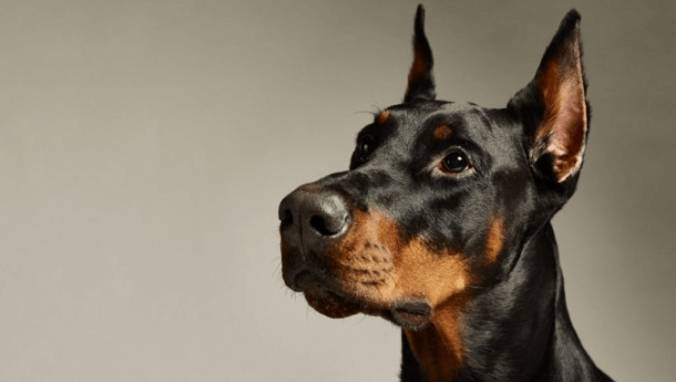 Finding Your Furry Friend: Doberman Puppies for Sale