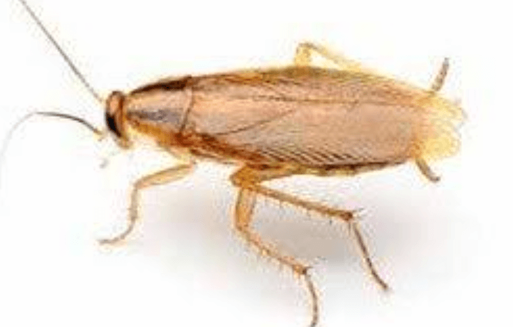 How Long Do Weed Roaches Stay Good For