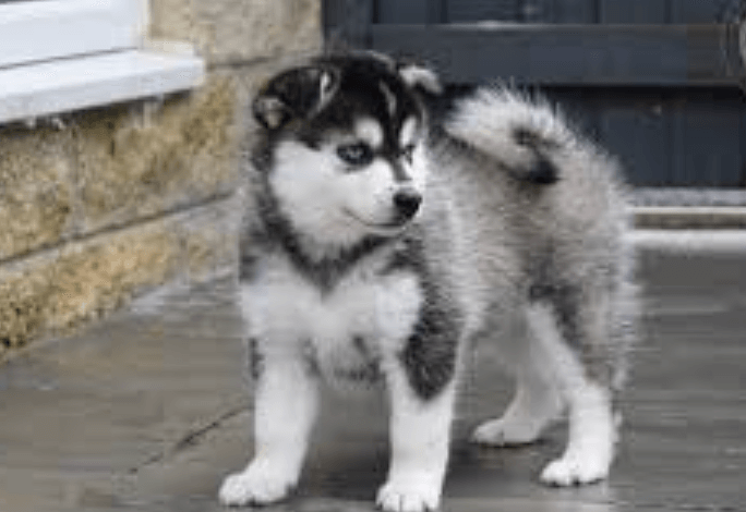 How Much Do Pomskies Shed