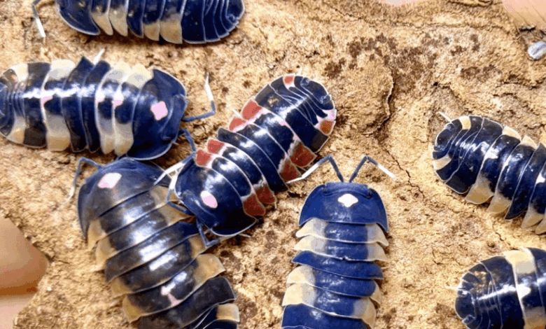 Why Merulanella Isopods Are Gaining Popularity among Terrarium Enthusiasts