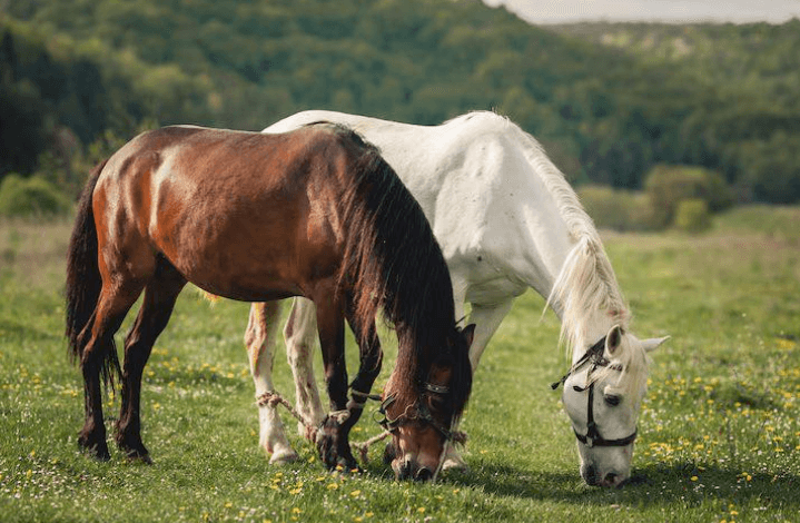 Joint Care for Horses with Laminitis: What to Consider