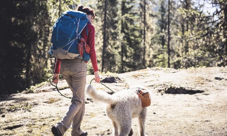 Hiking with Dogs: Safety Tips for National Parks