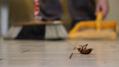 5 Signs of a Cockroach Infestation in Homes Across Chino Hills