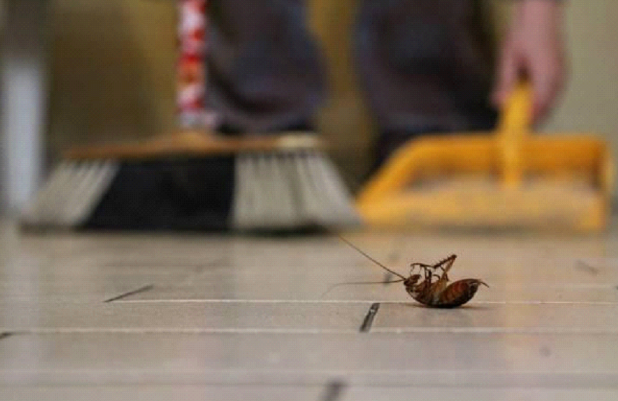 5 Signs of a Cockroach Infestation in Homes Across Chino Hills