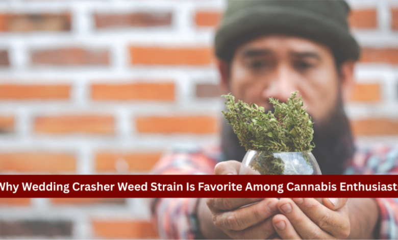 Why Wedding Crasher Weed Strain Is Favorite Among Cannabis Enthusiasts 
