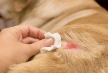 What Causes Itching in Dogs and How to Treat It