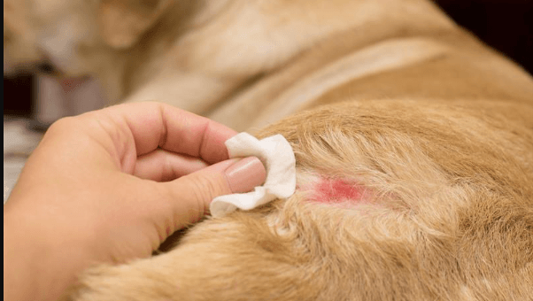 What Causes Itching in Dogs and How to Treat It