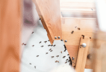 6 Common Mistakes to Avoid When Treating Termites
