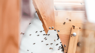 6 Common Mistakes to Avoid When Treating Termites