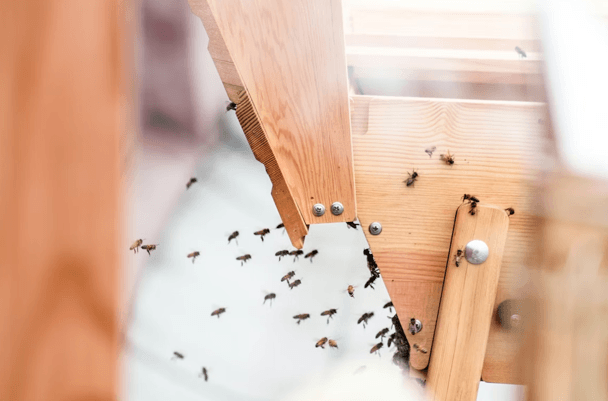6 Common Mistakes to Avoid When Treating Termites