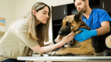 The Future of Pet Wellness: What's New at Petbook Veterinary Clinic