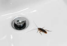 Cockroaches Only Under Sink, Nowhere Else, Is the Water Source Keeping Them There?