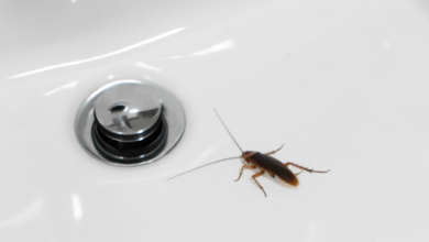 Cockroaches Only Under Sink, Nowhere Else, Is the Water Source Keeping Them There?