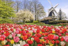 What Is the Best Way to Travel to Keukenhof From Amsterdam?