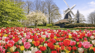 What Is the Best Way to Travel to Keukenhof From Amsterdam?