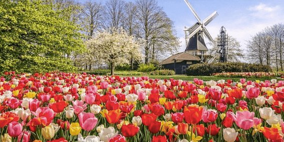 What Is the Best Way to Travel to Keukenhof From Amsterdam?