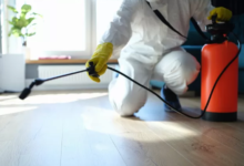 What to Expect From a Professional Pest Inspection in Singapore
