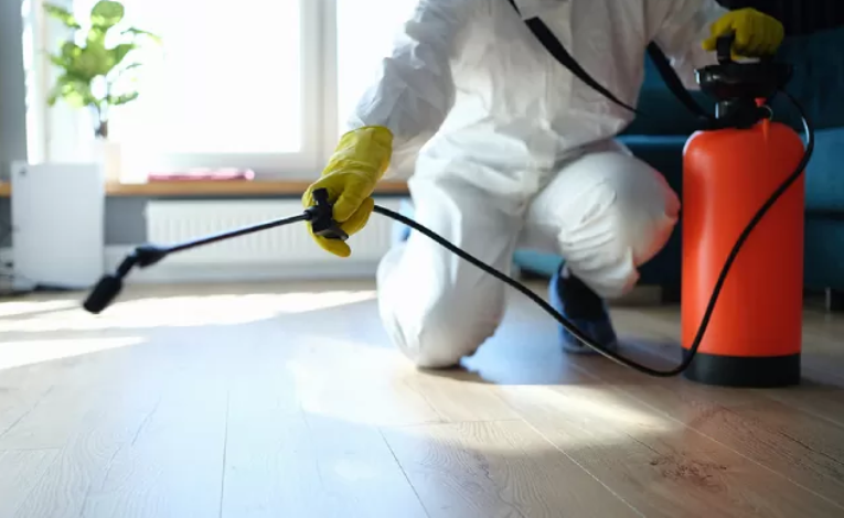What to Expect From a Professional Pest Inspection in Singapore