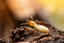 Why Annual Termite Inspections Are Essential for Homes