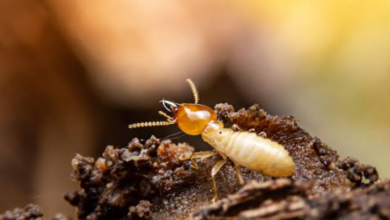 Why Annual Termite Inspections Are Essential for Homes