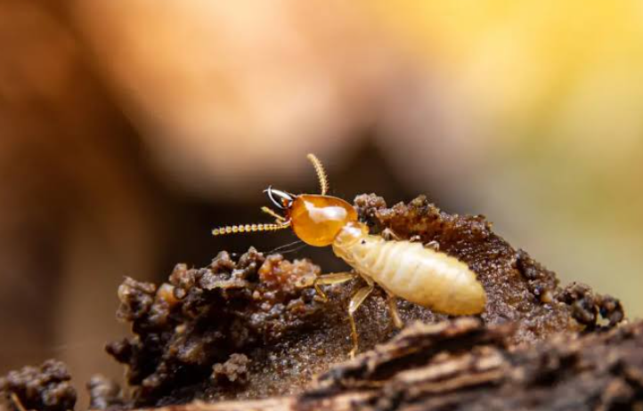 Why Annual Termite Inspections Are Essential for Homes