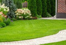 Top 5 Lawn Fixes That Save Money Long-Term
