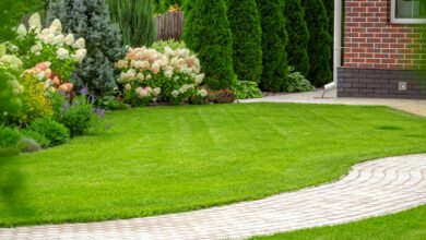 Top 5 Lawn Fixes That Save Money Long-Term